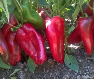 ΠΙΠΕΡΙΑ ΦΛΩΡΙΝΗΣ SLONOVO UVO (*60)