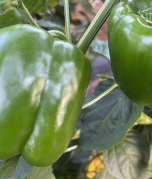 ΠΙΠΕΡΙΑ ΦΛΑΣΚΑ ARIOSTO F1 (*20)