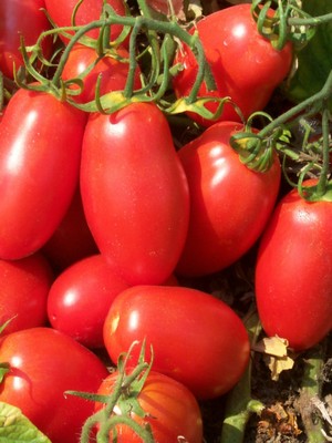 ΝΤΟΜΑΤΑ GALILEA F1 ΒΙΟΜΗΧΑΝΙΚΗ (*20)