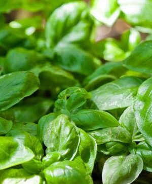 ΒΑΣΙΛΙΚΟΣ GENOVESE (*20)