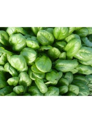 ΣΠΑΝΑΚΙ (8*20)