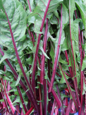 ΡΑΔΙΚΙ ΙΤΑΛΙΚΟ (8*20)