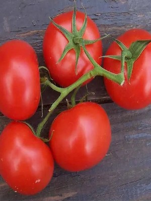 ΝΤΟΜΑΤΑ FAIR LADY F1 (*60)