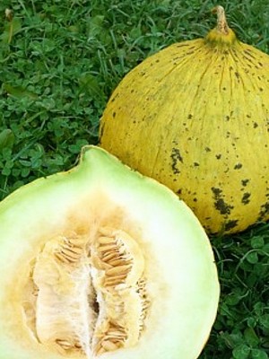 ΠΕΠΟΝΙ ΘΡΑΚΙΩΤΙΚΟ GOLDMAN F1 (*20)