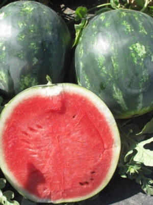 ΚΑΡΠΟΥΖΙ ΜΙΝΙ (*20)