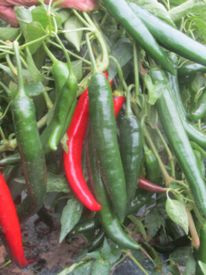 ΠΙΠΕΡΙΑ ΚΑΥΤΕΡΗ BARBARIAN-CAYENNE F1 (*20)