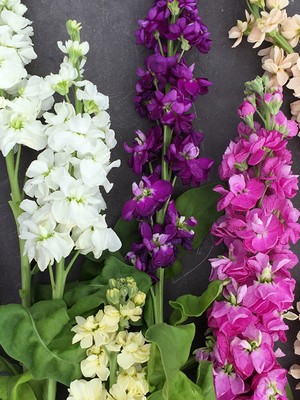 ΒΙΟΛΕΤΑ (*20)