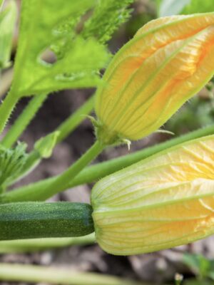 ΚΟΛΟΚΥΘΙ CORTEZ F1 ΜΕ ΑΝΘΟ (*20)