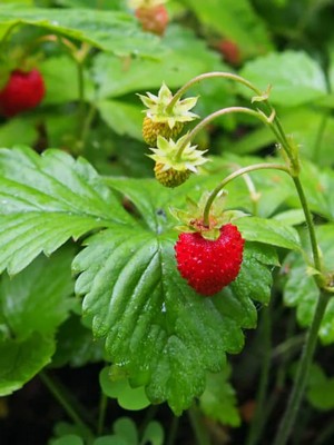 ΦΡΑΟΥΛΑ (10γλ*12cm) ΜΕΣΟΚΑΡΠΗ