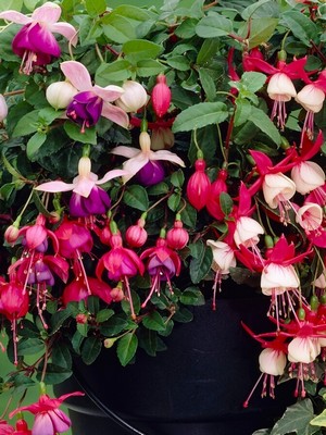 ΦΟΥΞΙΑ 2lt 17cm