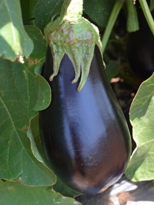 ΜΕΛΙΤΖΑΝΑ ΔΑΚΡΥ ARAGON F1 (*20)