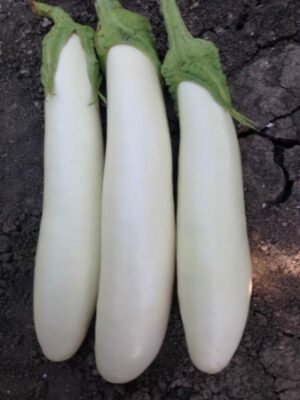 ΜΕΛΙΤΖΑΝΑ ΑΣΠΡΗ ΜΑΚΡΙΑ IMMA F1 (*20)