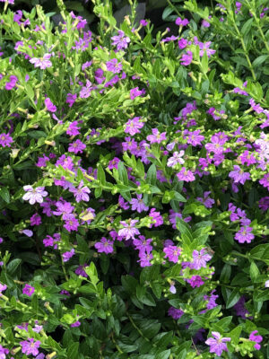 ΚΟΥΦΕΑ 2lt 17cm