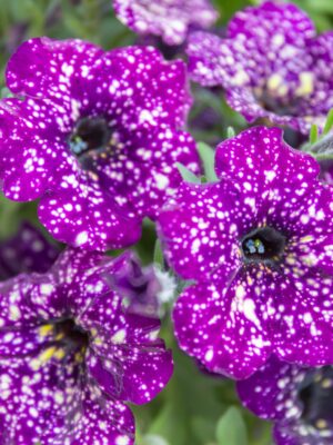 ΣΕΡΦΙΝΙΑ ΠΙΤΣΙΛΩΤΗ 2lt 17cm