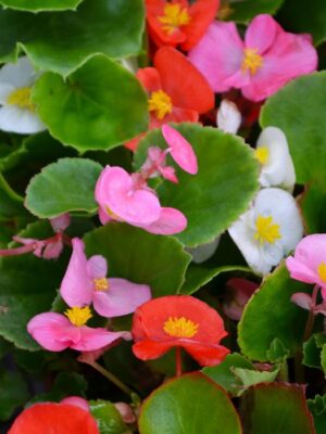 ΒΙΓΟΝΙΑ ΠΡΑΣΙΝΟ ΦΥΛΛΟ (15γλ*10,5cm)