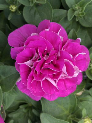 ΣΕΡΦΙΝΙΑ ΔΙΠΛΗ 2lt 17cm