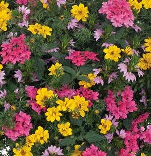 ΣΚΑΕΒΟΛΑ TRIXIE 2.4lt 19cm