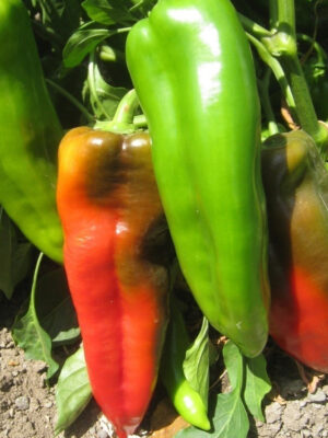 ΠΙΠΕΡΙΑ ΠΡΑΣΙΝΗ ΜΑΚΡΙΑ ADRIATICO F1 (*60)