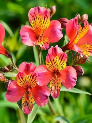 ΑΛΣΤΡΟΜΕΡΙΑ 3lt 19cm