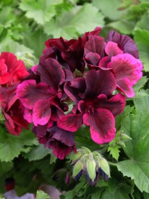 ΠΕΛΑΡΓΟΝΙ 3lt 19cm