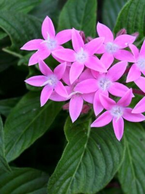 ΠΕΝΤΑΣ 1.5lt 15cm