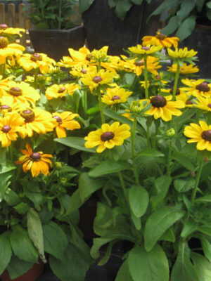 ΡΟΥΝΤΜΠΕΚΙΑ 1,5lt 15cm