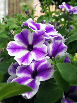 ΣΕΡΦΙΝΙΑ ΡΙΓΕ 2lt 17cm