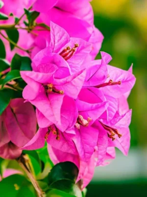 ΒΟΥΚΑΜΒΙΛΙΑ VERA 2,4lt 19cm