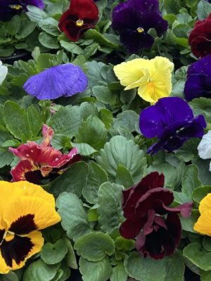 ΠΑΝΣΕΣ (15γλ*10,5cm)