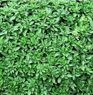 ΒΑΣΙΛΙΚΟΣ ΛΕΠΤΟΦΥΛΛΟΣ (15γλ*10,5cm)